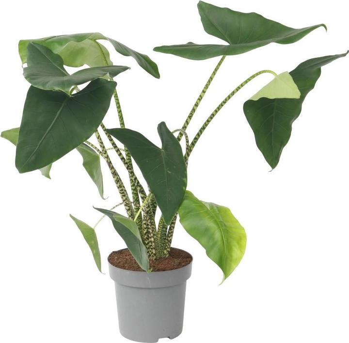Actual product image Plant in a Box Alocasia zebrina - Alocasia (150 cm)