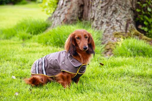 Immagine prodotto Beeztees Seja (52, Cappotto impermeabile per cani)