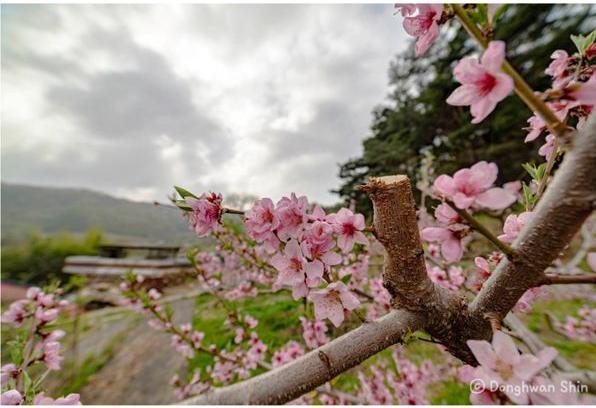 Produktbild Samyang 14mm f/2.8 MK2 Canon M (Canon EF-M, Vollformat)