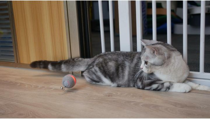 Produktbild Cheerble M1 Interactive (Ballspielzeug Katze)