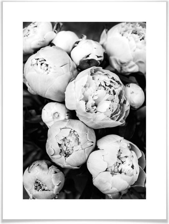Produktbild Trenddeko Pfingstrosen (24 x 30 cm)