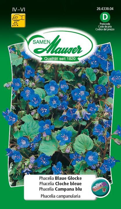 Samen Mauser Phacelia Blue Bell (Flower seeds)