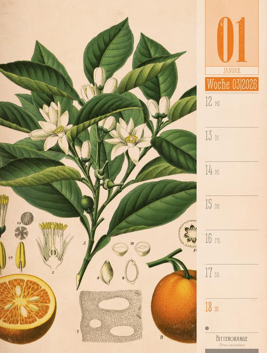 Immagine prodotto Culinarium - Küche, Kräuter, Kurioses - Vintage Wochenplaner Kalender 2026 (25 x 33 cm, Copertina rigida, Tedesco)