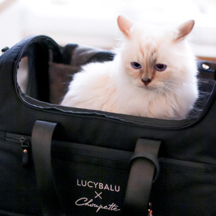 Choupette Edition