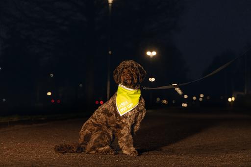 Image du produit Beeztees Safety Gear Bandana Chiny (L, Chien, Sport canin)