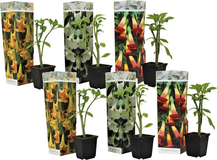Image du produit Plant in a Box Brugmansia versicolor, sanguinea, suaveolens - Lot de 6 trompettes des anges (25 cm)