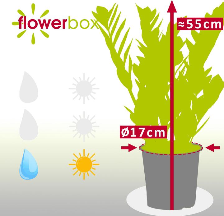 Immagine prodotto Flowerbox Piuma fortunata - Zamioculcas zamiifolia (55 cm)