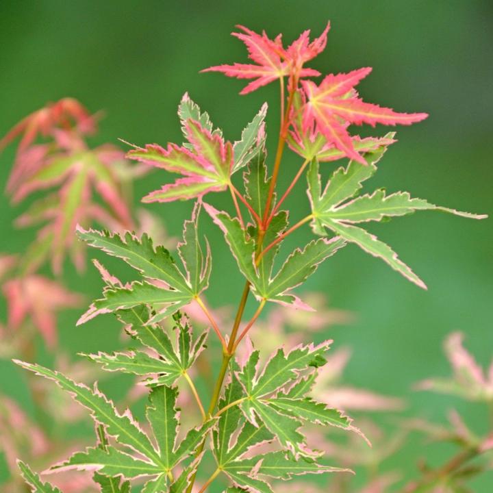 Produktbild Plant in a Box Acer Palmatum 'Taylor' - 2er Set Ahornbäume (50 cm)