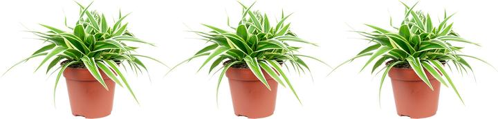 Actual product image Flowerbox Set of 3 green lilies - Chlorophytum Comosum Ocean (20 cm)