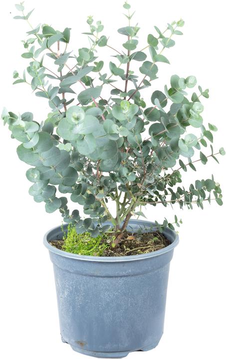 Immagine prodotto Flowerbox Eucalipto - Eucalyptus gunnii (45 cm)