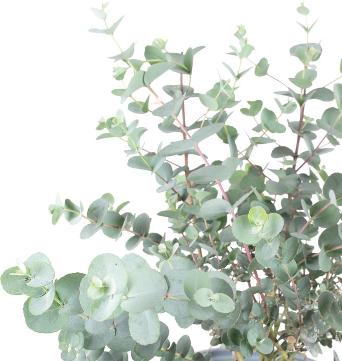 Immagine prodotto Flowerbox Eucalipto - Eucalyptus gunnii (45 cm)