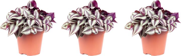 Actual product image Flowerbox Tradescantia zebrina Smit Silver Sicilian (20 cm)