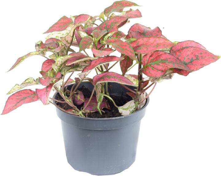 Flowerbox Dot flower - Hypoestes phyllostachya Mix (10 cm)