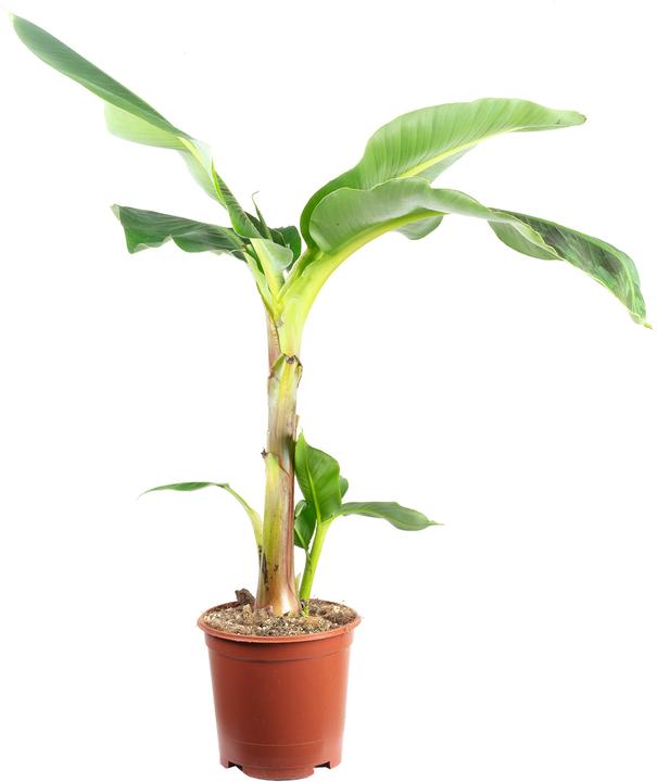 Image du produit Flowerbox Plante de bananier - Musa 'Dwarf Cavendish (95 cm)