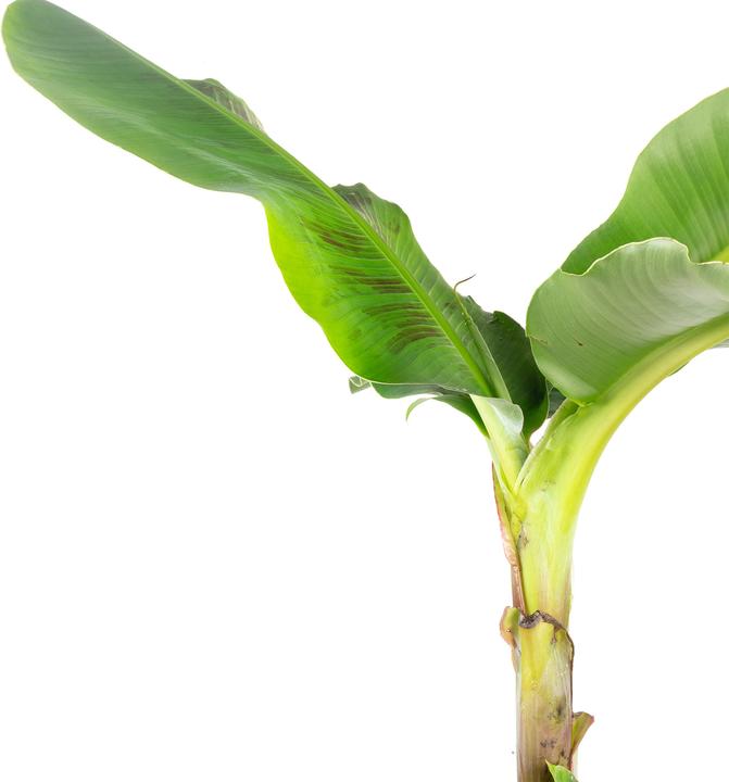 Image du produit Flowerbox Plante de bananier - Musa 'Dwarf Cavendish (95 cm)