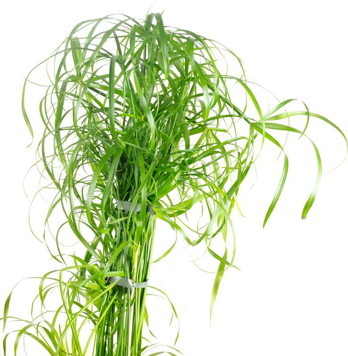 Image du produit Flowerbox Herbe de Chypre (60 cm)