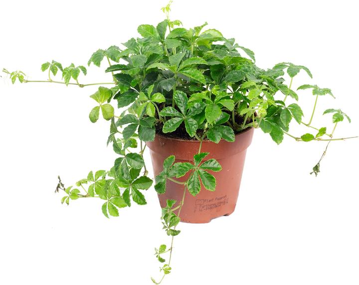 Produktbild Flowerbox Zimmerwein "Smit Verona Vein" - Parthenocissus striata (20 cm)