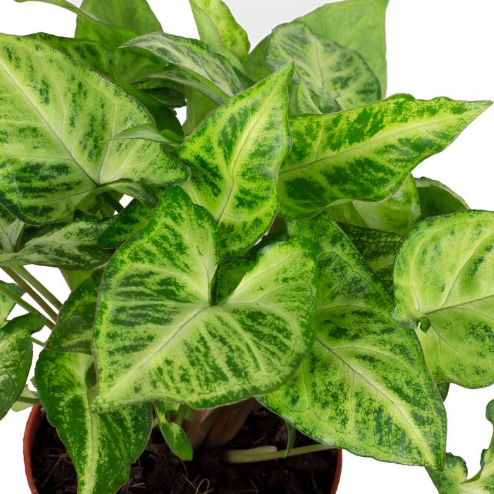 Immagine prodotto Flowerbox Purple Mare - Syngonium Arrow (25 cm)