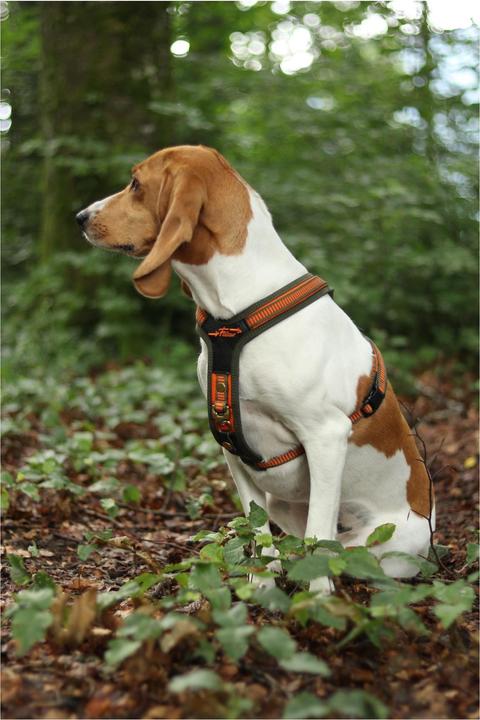 Produktbild Niggeloh Hundeführgeschirr Follow (S, Hund, Allgemein)