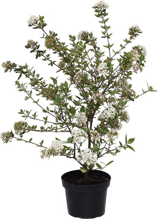 Actual product image Zulauf Oster-Schneeball / Viburnum burkwoodii (80 cm)