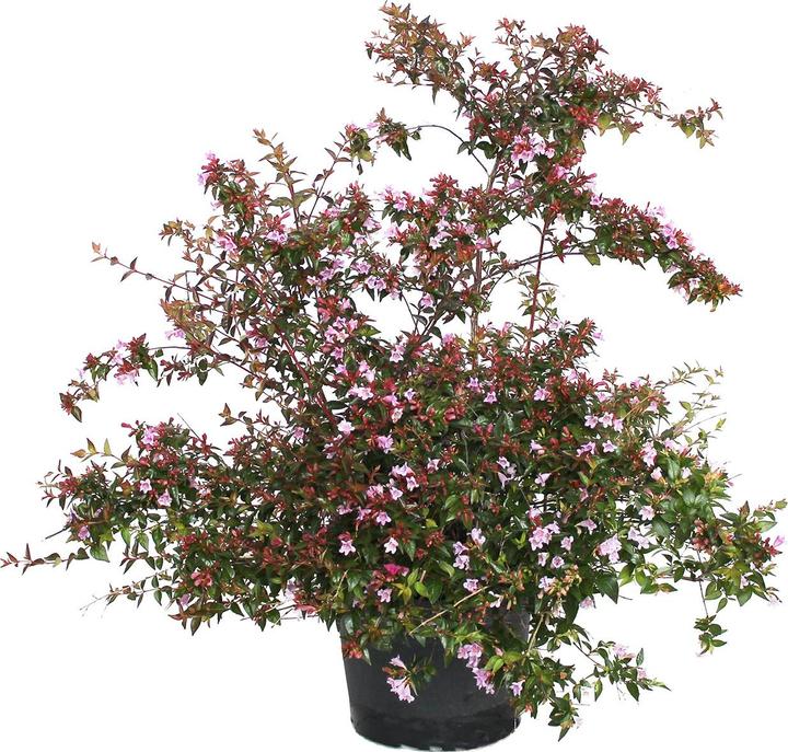 Actual product image Zulauf Abelie / Abelia 'Edward Goucher' (70 cm)