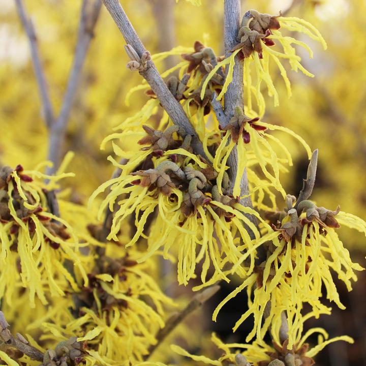 Produktbild Zulauf Zaubernuss / Hamamelis in. 'Arnold Promise' (80 cm)