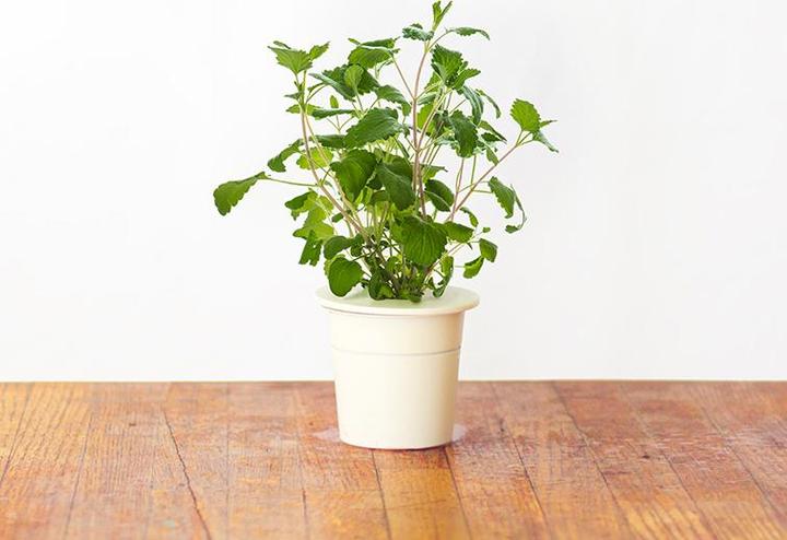 Productafbeelding Click and Grow Kattenkruid (Kruidenzaden)