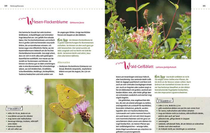 Produktbild Mein Schmetterlingsgarten (Deutsch, Elke Schwarzer, 2022)