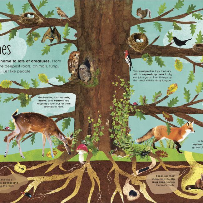 Produktbild RHS The Magic and Mystery of Trees (Englisch, Jen Green, Claire McElfatrick, 2019)