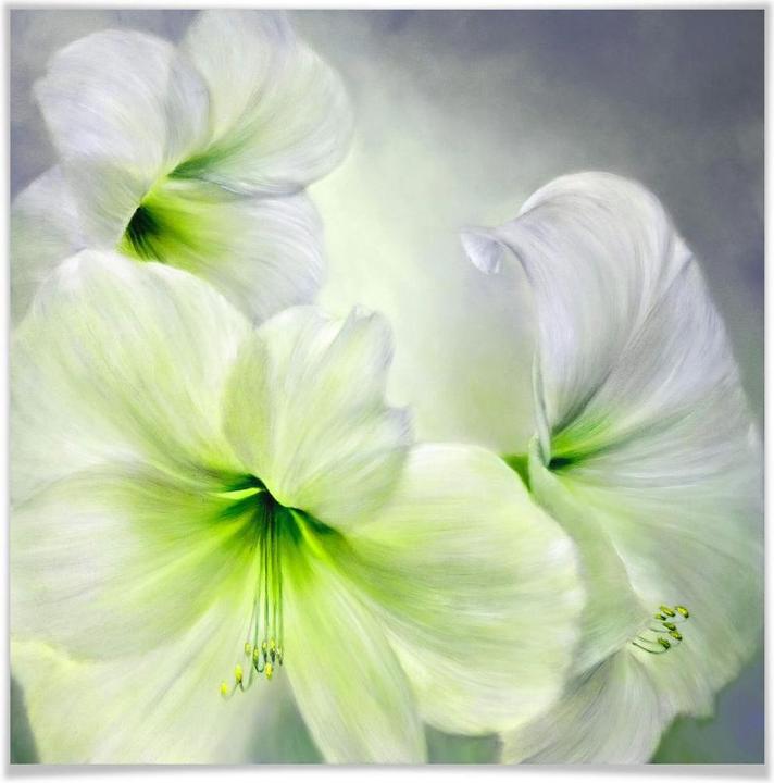 Actual product image Trenddeko White amaryllis (60 x 60 cm)