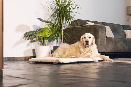 Productafbeelding Beeztees Ito (Hond)