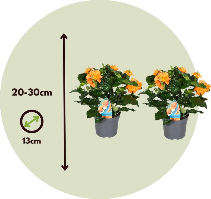 Produktbild Plant in a Box Crossandra infundibuliformis 'Fortuna' - 4er Set Feuerblume (20 cm)