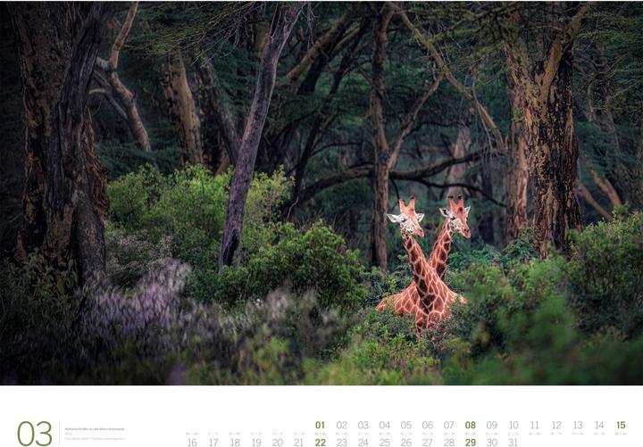 Actual product image Afrika - Gallery Kalender 2026 (66 x 50 cm, Hardcover, German, English)