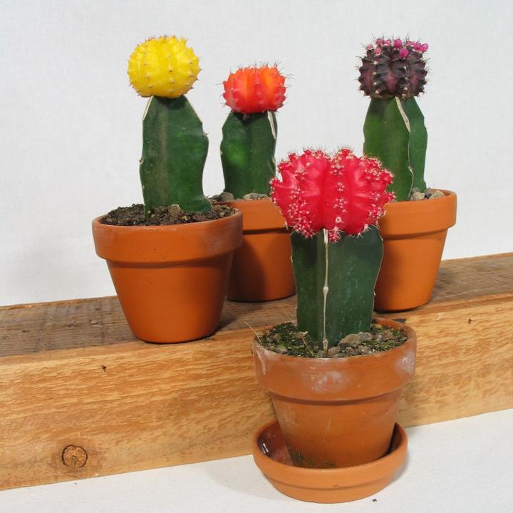 Image du produit Kakteen Gautschi Farbtupfer (15 cm)