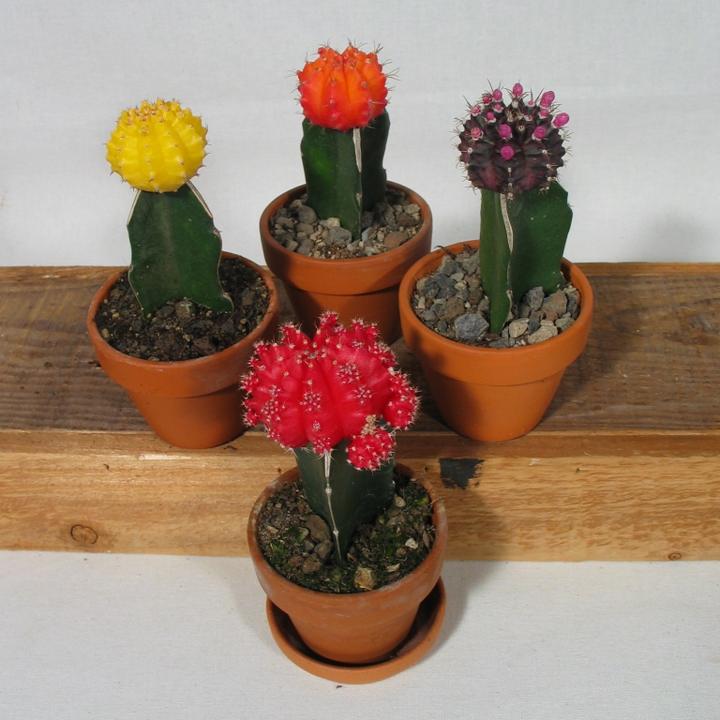 Image du produit Kakteen Gautschi Farbtupfer (15 cm)