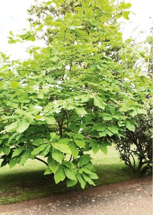 Immagine prodotto Tropica Nord America. Magnolia a ombrello (Magnolia tripetala) (Semi di piante)