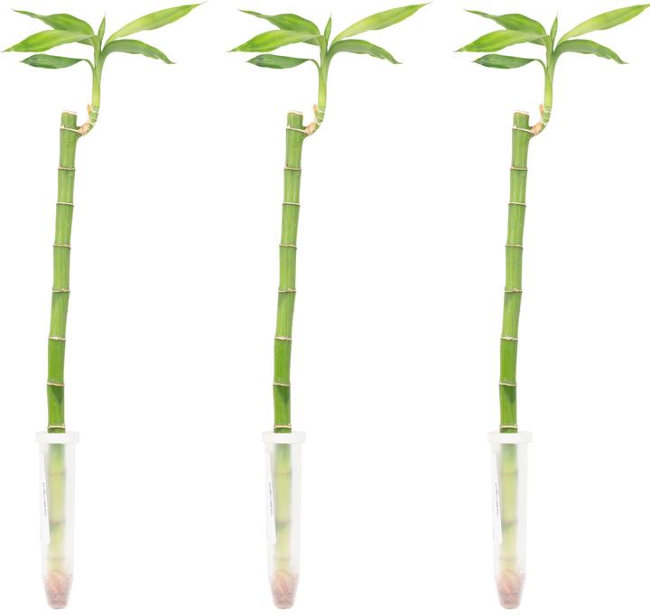 Immagine prodotto Flowerbox Set di 3 Lucky Bamboo - Lucky Bamboo (50 cm)