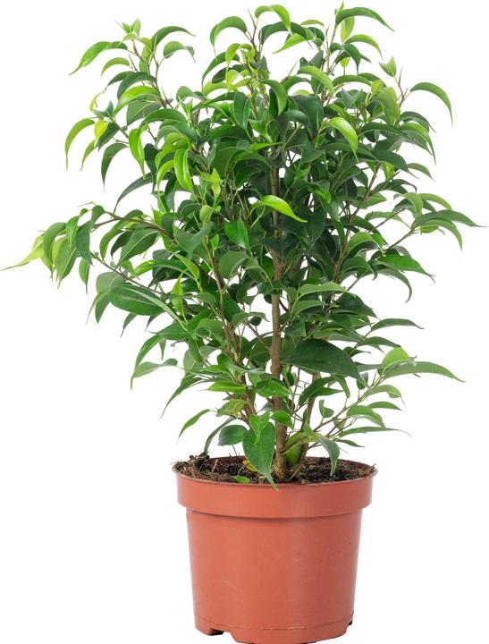 Immagine prodotto Flowerbox Fico di betulla "Natasja" ramificato - Ficus benjamini (30 cm)