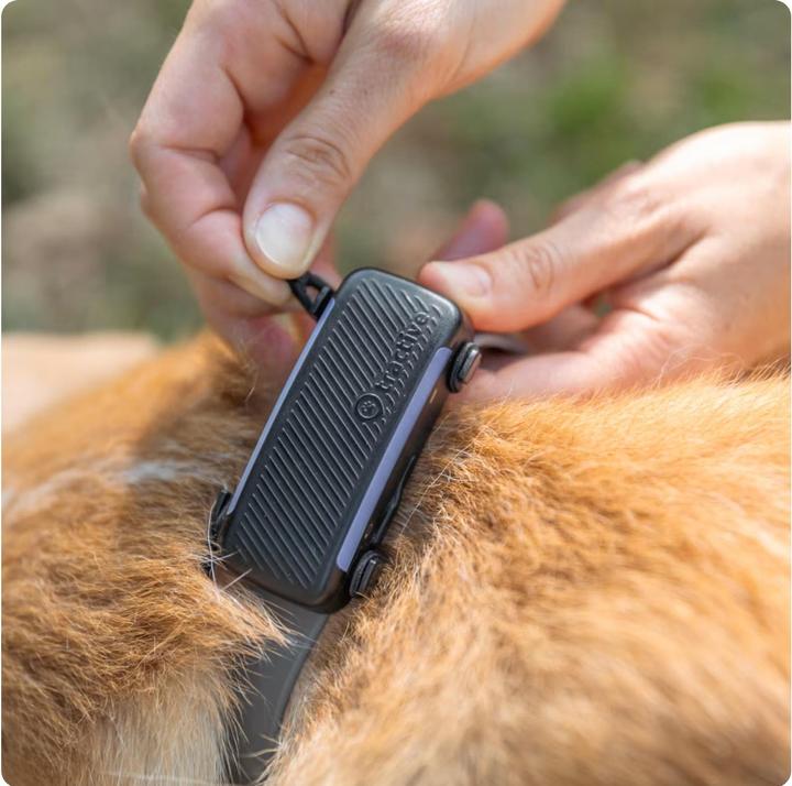 Produktbild Tractive GPS Dog 6 - Rubber Clips (Hund, Hundesport)