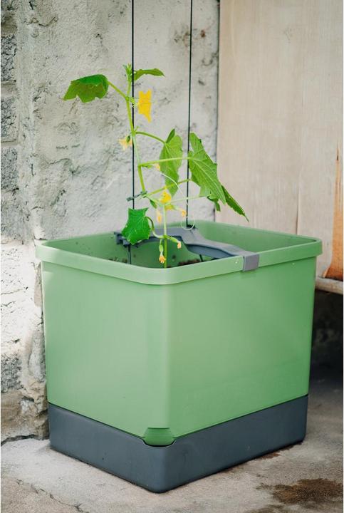 Produktbild Gusta Garden Curt Cucumber (33.50 cm)