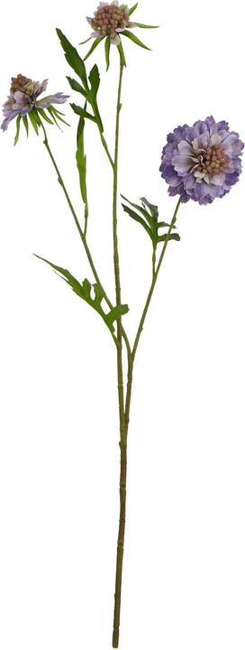 Viola