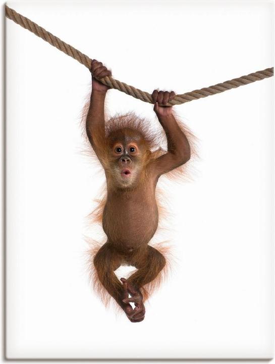 Immagine prodotto Artland Cucciolo di orango appeso alla corda II T5RK (30 x 40 cm)