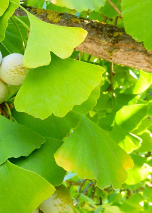 Image du produit Tropica Ginkgo feuille d'éventail (Graines de plantes)