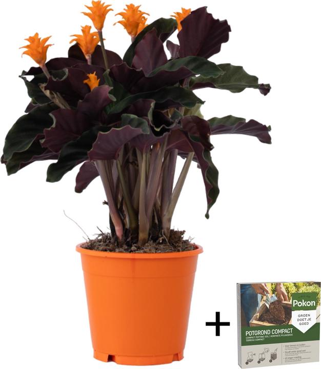 Produktbild Plant in a Box Calathea crocata Tassmania - Krokus Calathea (40 cm)