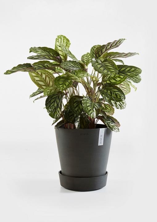 Image du produit Ecopots Soucoupe sur roues