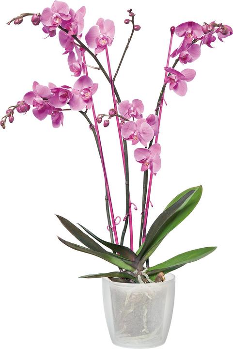 Image du produit Elho brussels orchid. 12,5cm trsp (13 cm)