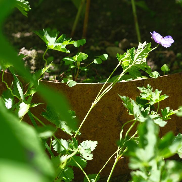 Immagine prodotto Bellissa Collina (96.50 cm)