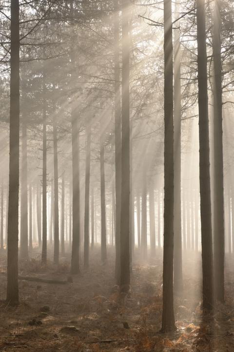 Produktbild Lee Filters Lee ND Verlaufsfilter soft ND 0.6, 100x150 mm (15000 mm, ND- / Grauverlauffilter)