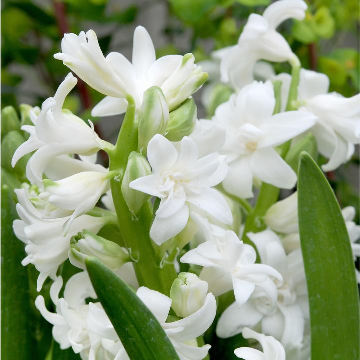 Produktbild Plant in a Box Hyacinthus - 10er-Set Hyazinthenzwiebeln (50 cm)