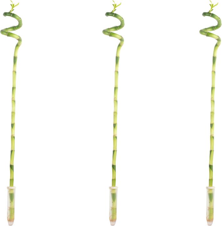 Actual product image Flowerbox Lucky Bamboo - Dracaena Sanderiana (50 cm)